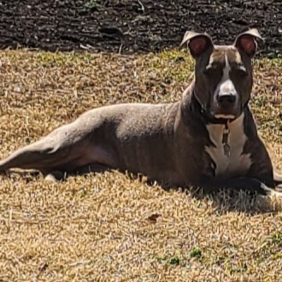 Hello, I'm a Posh Ambassador. I love spending my free time with my dog Maizi - Picture 2 of 3